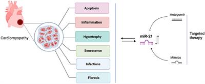 miR-21 in Human Cardiomyopathies